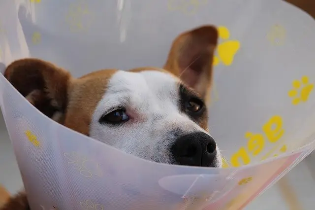A dog recovers from laser surgery.