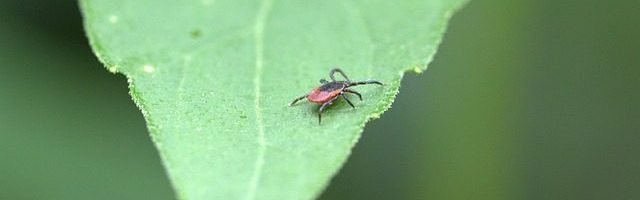 Tick Prevention at Arnold Pet Station