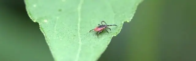 Tick Prevention at Arnold Pet Station