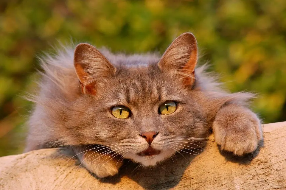 Best Cat Vet Near Me