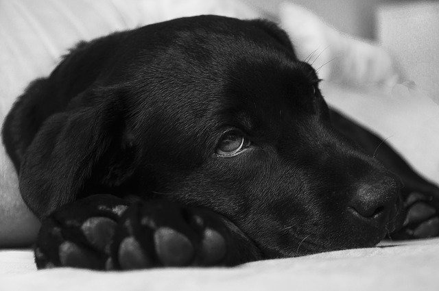 Sick Dog Canine Influenza Outbreak Maryland