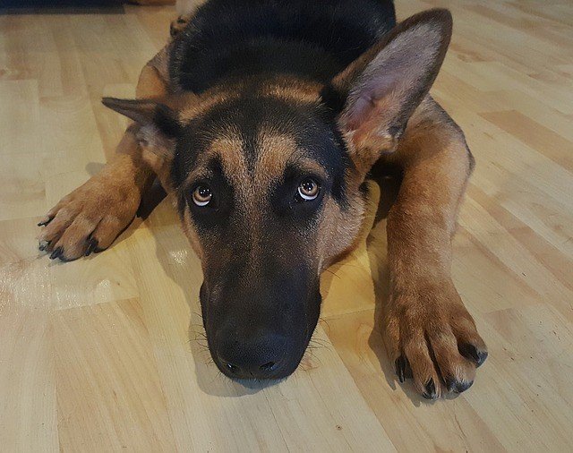 Arnold Pet Station Pets in Pain - Things to know