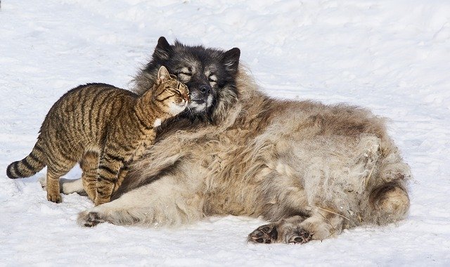 Arnold Pet Station - Do you know what heartworm prevention really is? Dog and Cat Winter