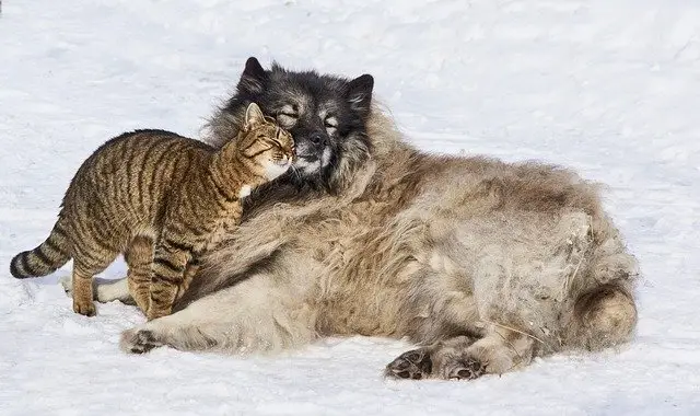 Arnold Pet Station - Do you know what heartworm prevention really is? Dog and Cat Winter