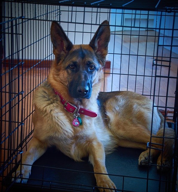 Arnold Pet Station Training Image Tips for Dogs