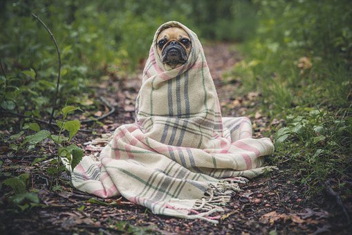 Fear in pets, Arnold Pet Station, Helping pets who are fearfule