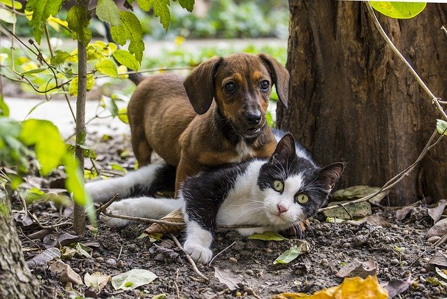 Arnold Pet Station, Dog and Cat Image, Pet Wellness Exams