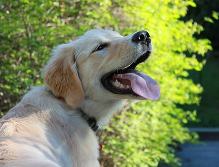 Arnold Pet Station, Dogs, Bad Breath, Dentistry, Prevention