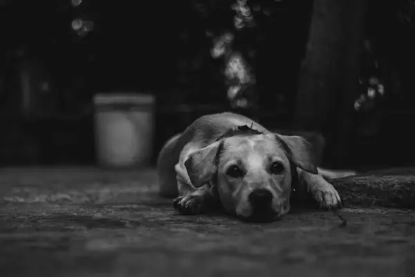2018 Canine influenza virus case confirmed in Maryland