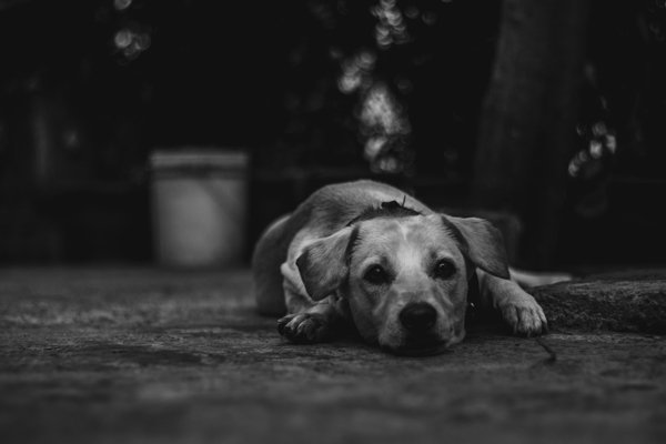 2018 Canine influenza virus case confirmed in Maryland