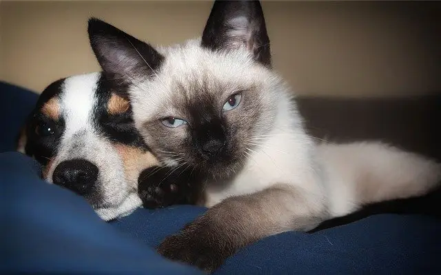 Arnold Pet Station diabetes dog and cat together
