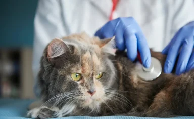 Cat at Vet