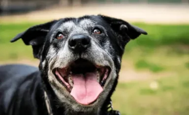 Senior Pets